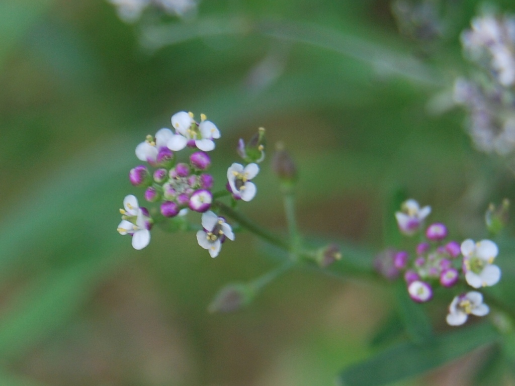 Lepidium graminifolium / Lepidio graminifoglio